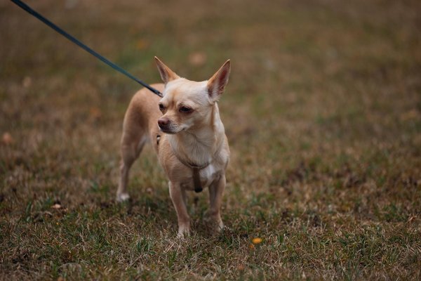 Quelles sont les implications légales de posséder des animaux exotiques comme animaux de compagnie ?