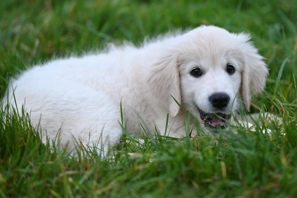 Quelles sont les meilleures astuces pour photographier votre animal de compagnie ?