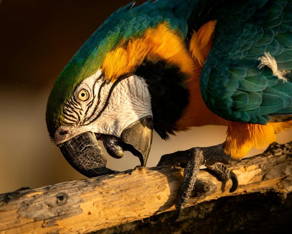 Arthrose chez le chien : soulagement et confort naturel