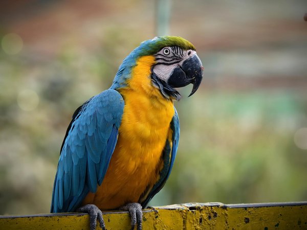 Croquettes chiens stérilisés : mieux choisir pour leur santé