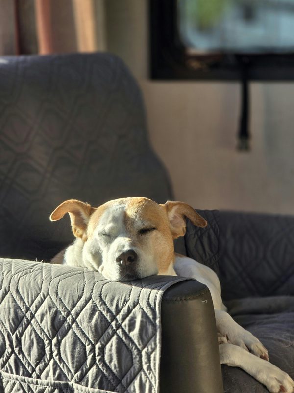 Arthrose chez le chien : soulagement et confort naturel